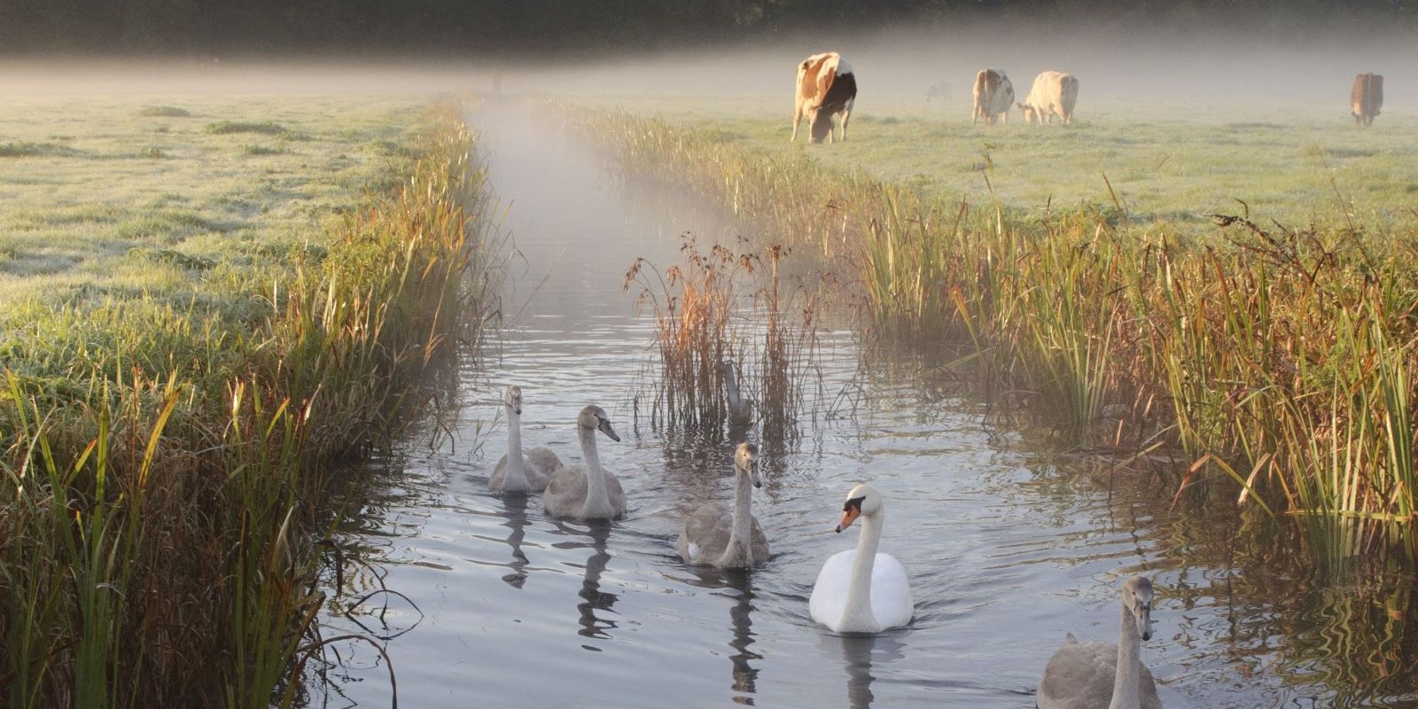 Zwanen in ochtend mist weiland koeien