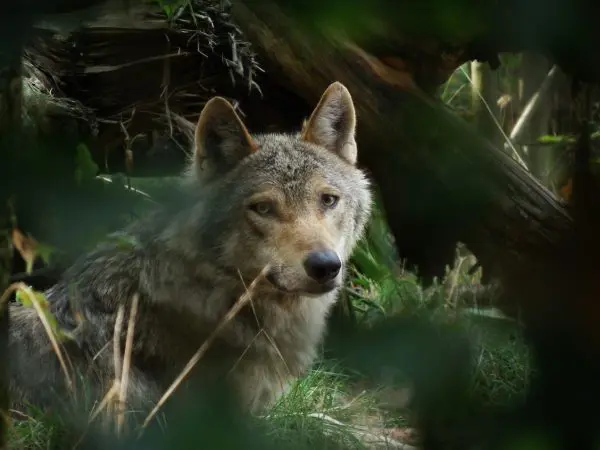 Wolf in leefgebied