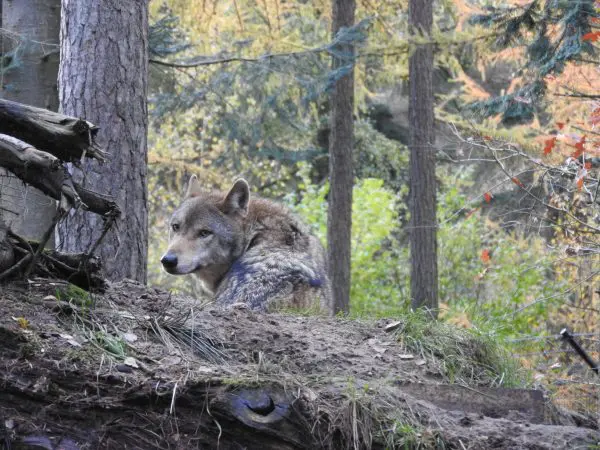 Een wolf in zijn leefgebied