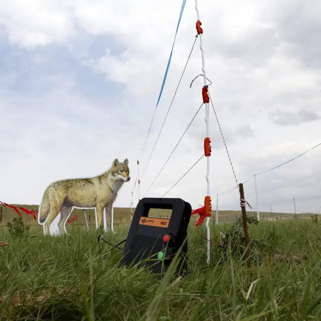 Een voorbeeld van een wolfwerende afrastering