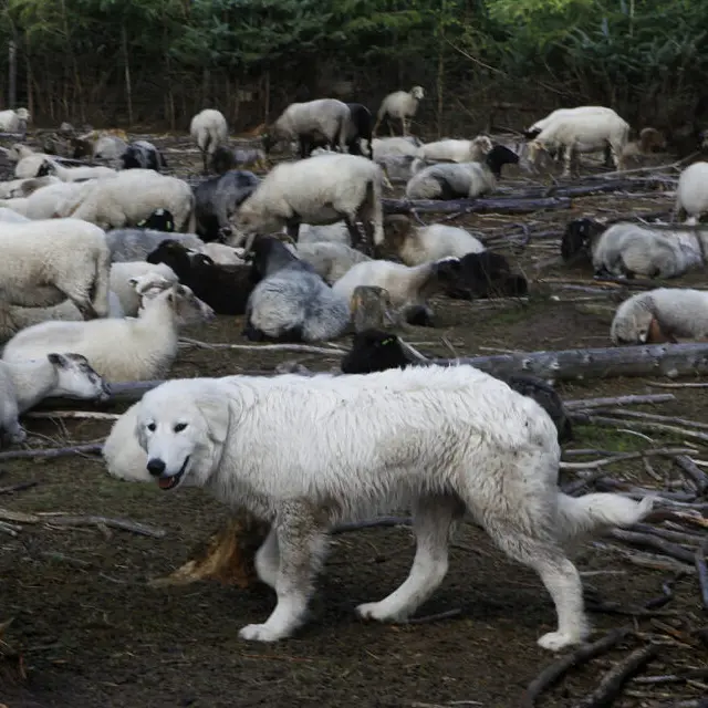 Kuddebewakingshond tussen schapen