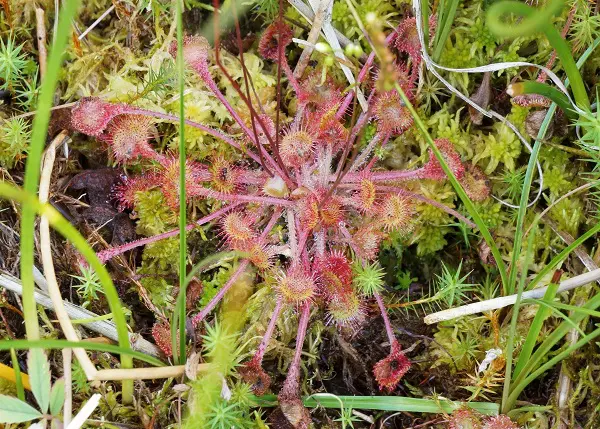 Foto van natuur - landelijke monitoringsrapportage