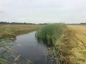 Een deel van de Nieuwkoopse Plassen waar herstelmaatregelen uitgevoerd zijn.