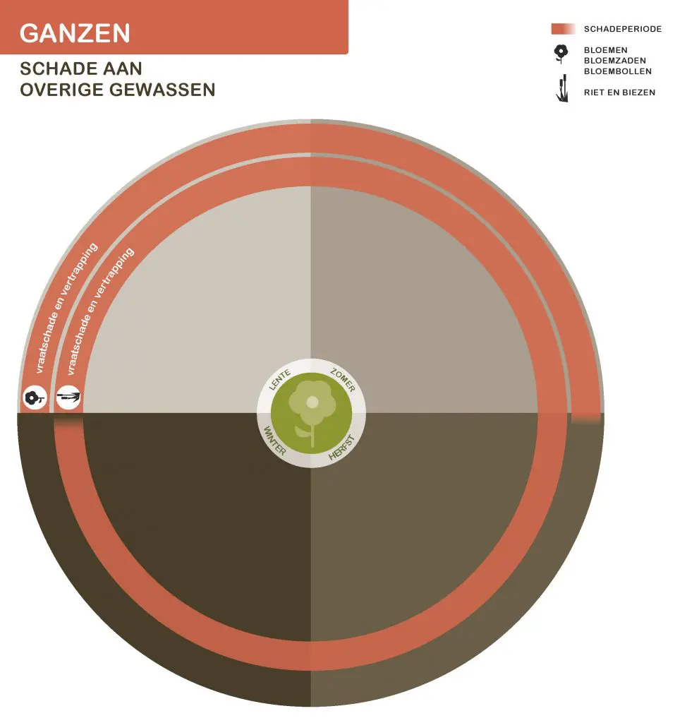 De inhoud van deze infographic vindt u deels in de tekst op de pagina. We zijn ons ervan bewust dat deze afbeelding niet digitaal toegankelijk is. Onze excuses daarvoor. Wij werken aan nieuwe faunaschadepreventiekits en de digitale toegankelijkheid daarvan. Heeft u vragen over de inhoud van deze afbeelding? Neem dan contact met ons op via info@mijnfaunazakenbij12.nl.