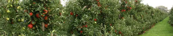 Appelbomen