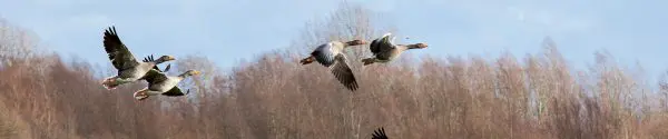 Ganzen in de lucht