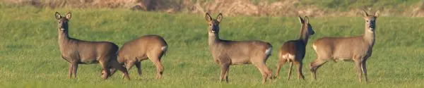 Reeën in het veld