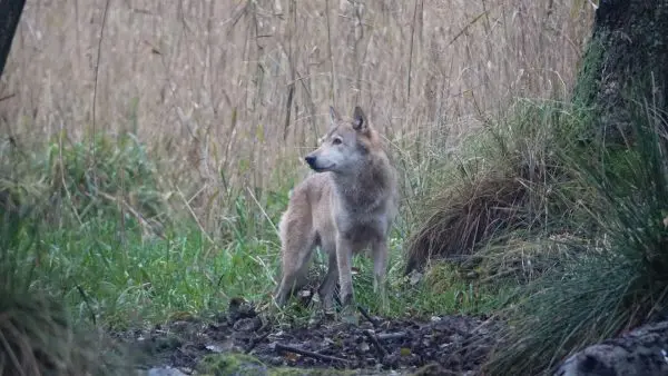 Jonge wolf in bos