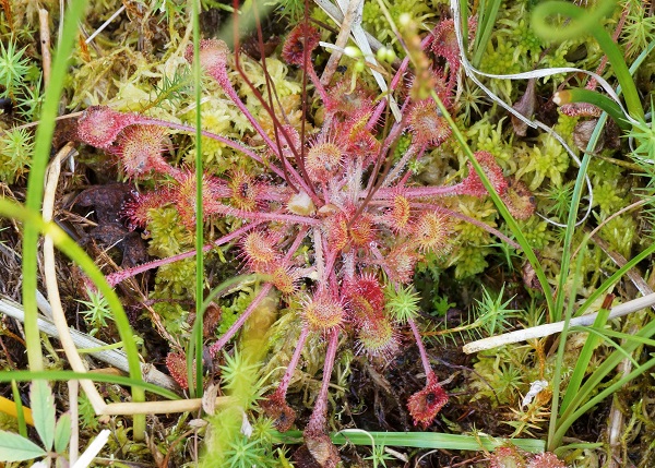 Foto van natuur - landelijke monitoringsrapportage