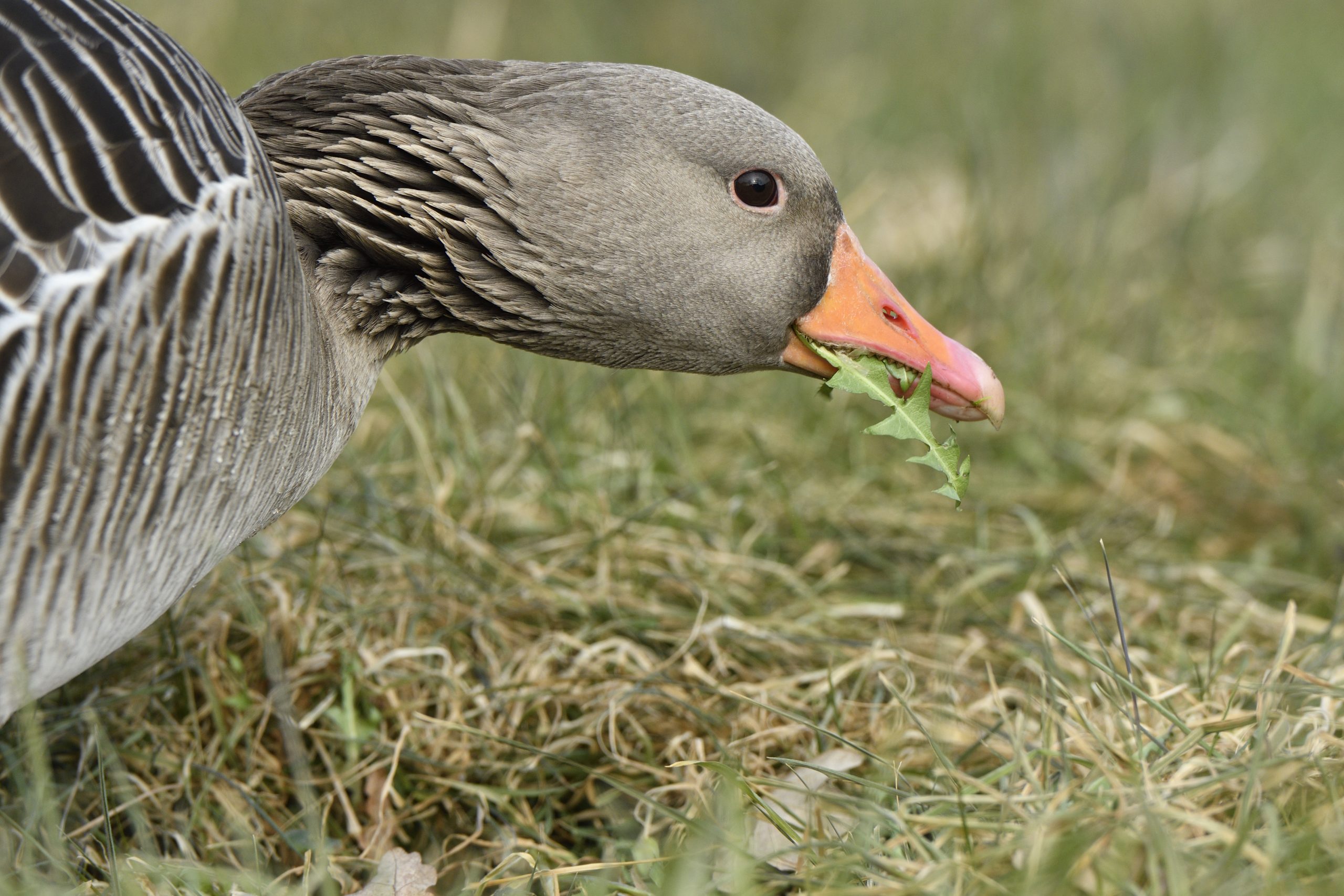 Gans die vraatschade aanbrengt