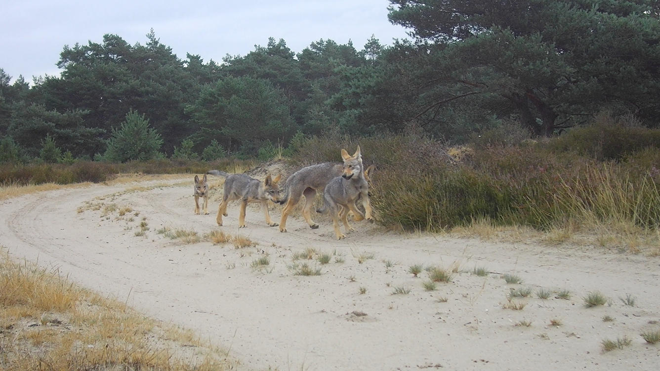 Wolvenwelpen lopen door leefgebied in Nederland