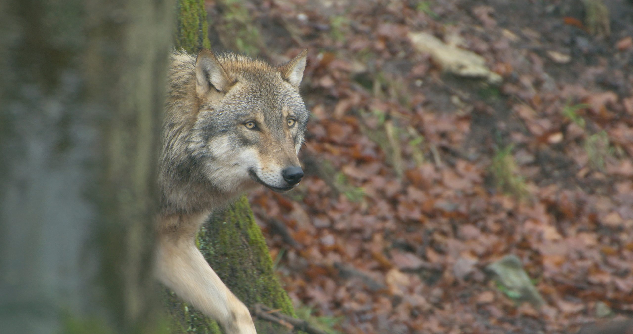 Wolf in het bos