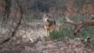 Wolf in het leefgebied op de Noord-Veluwe
