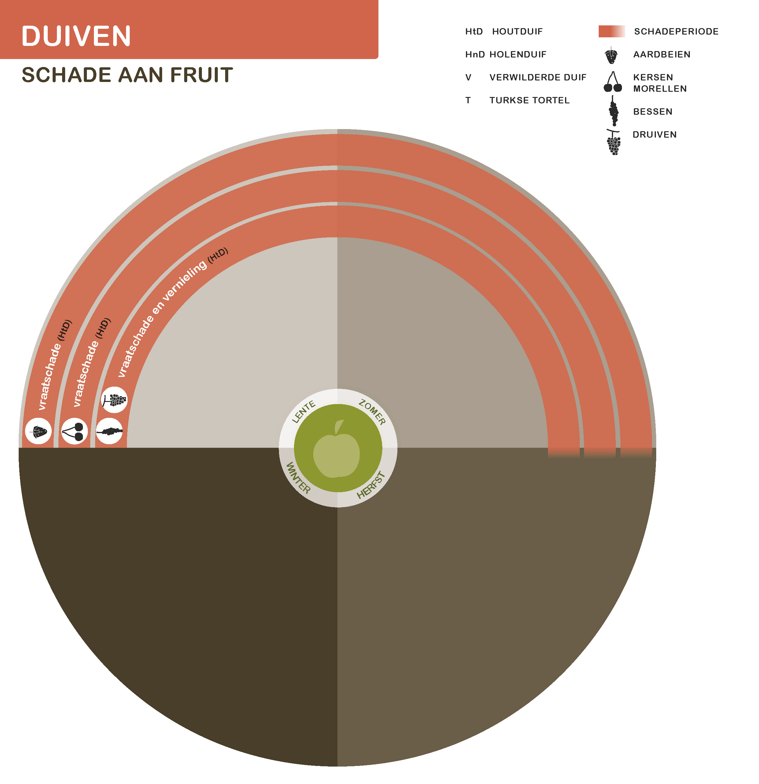 Infographic Duif schade aan fruit