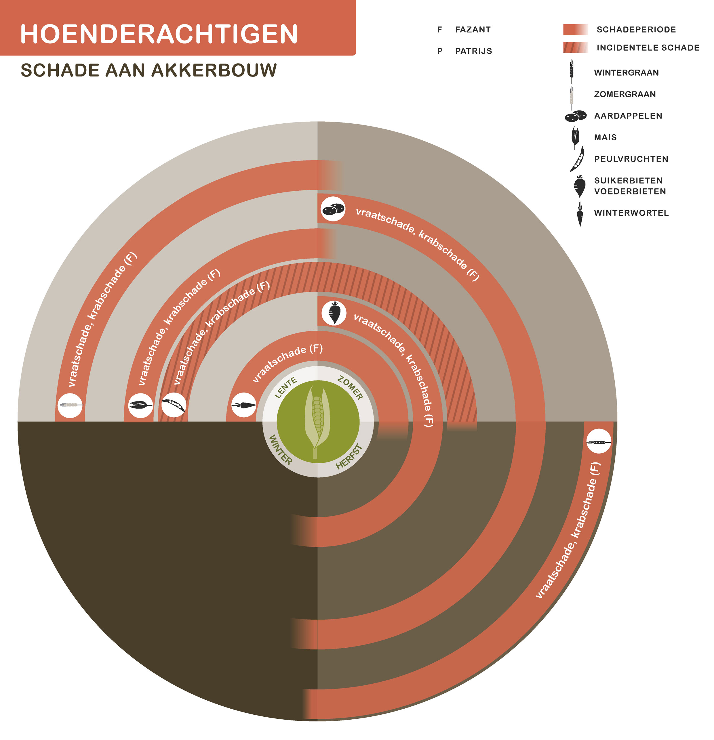 Infographic hoenderachtigen schade aan akkerbouw