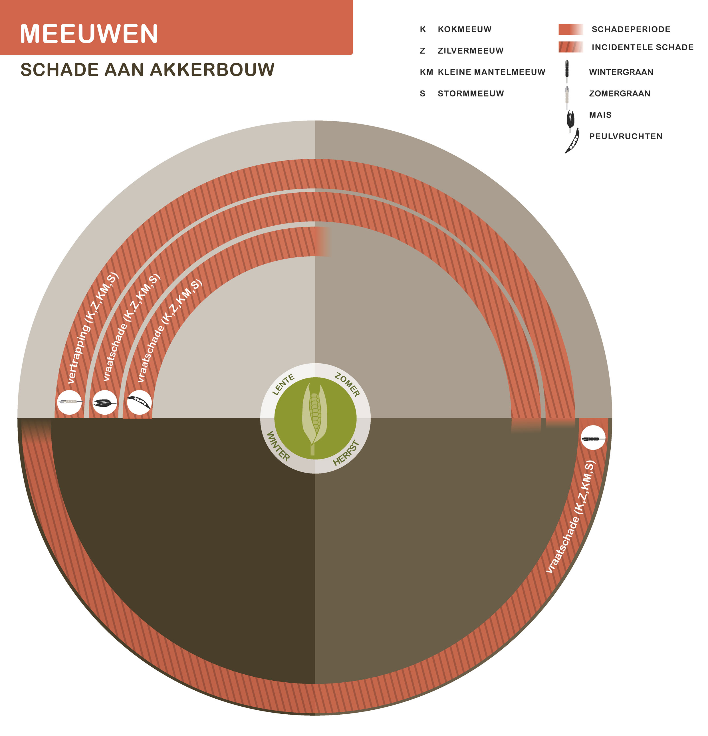 Infographic meeuwen schade aan akkerbouw