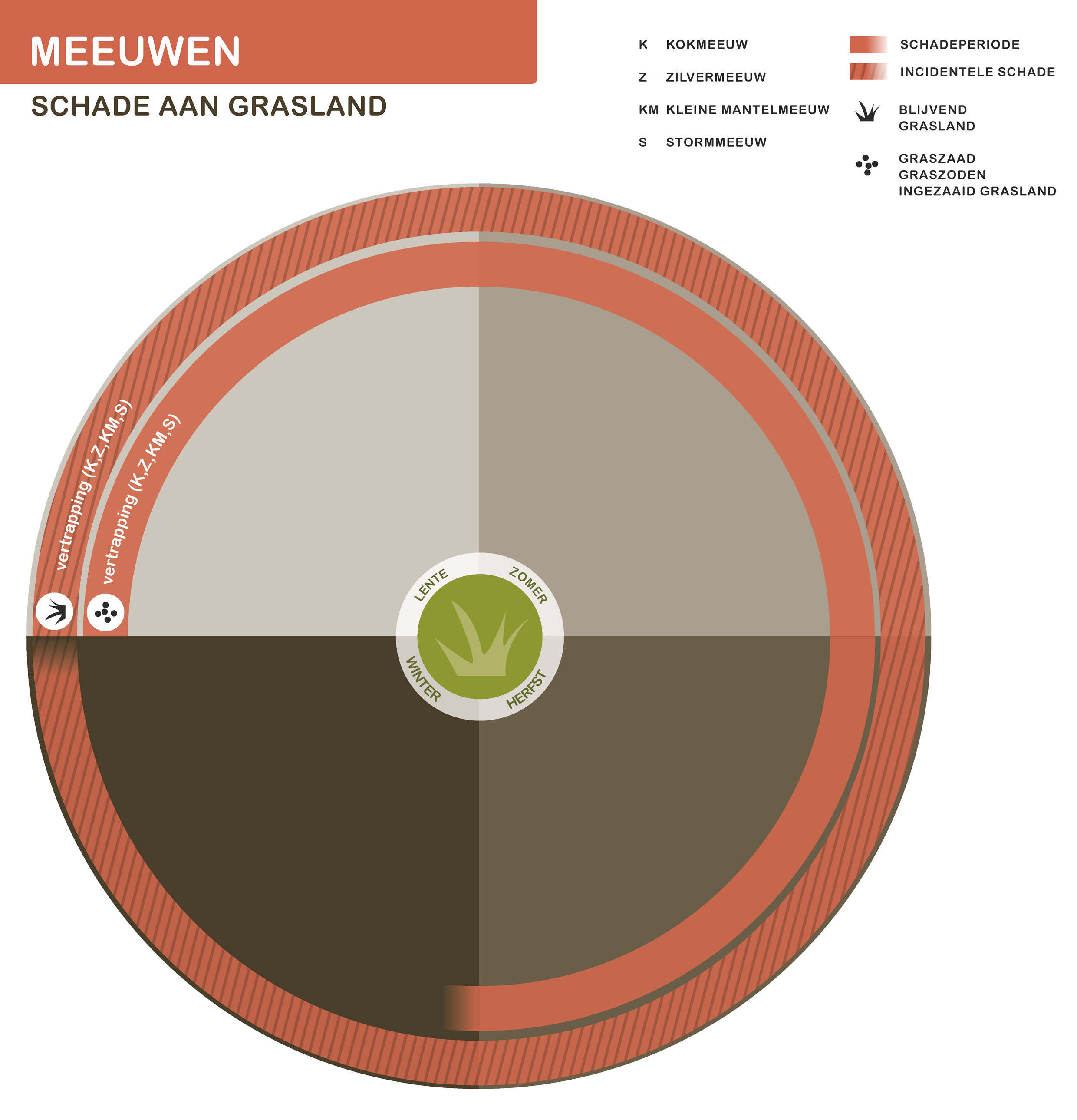 Infographic meeuwen schade aan grasland