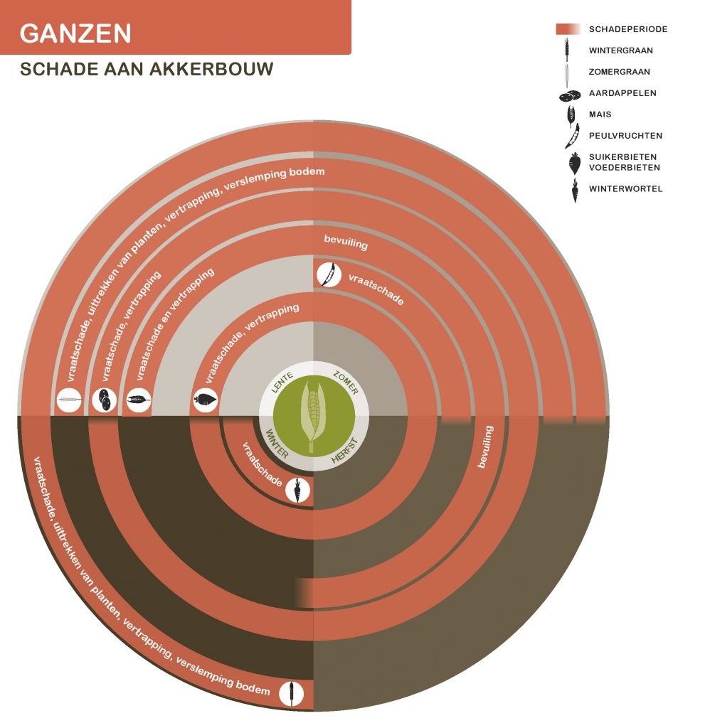 De inhoud van deze infographic vindt u deels in de tekst op de pagina. We zijn ons ervan bewust dat deze afbeelding niet digitaal toegankelijk is. Onze excuses daarvoor. Wij werken aan nieuwe faunaschadepreventiekits en de digitale toegankelijkheid daarvan. Heeft u vragen over de inhoud van deze afbeelding? Neem dan contact met ons op via info@mijnfaunazakenbij12.nl.