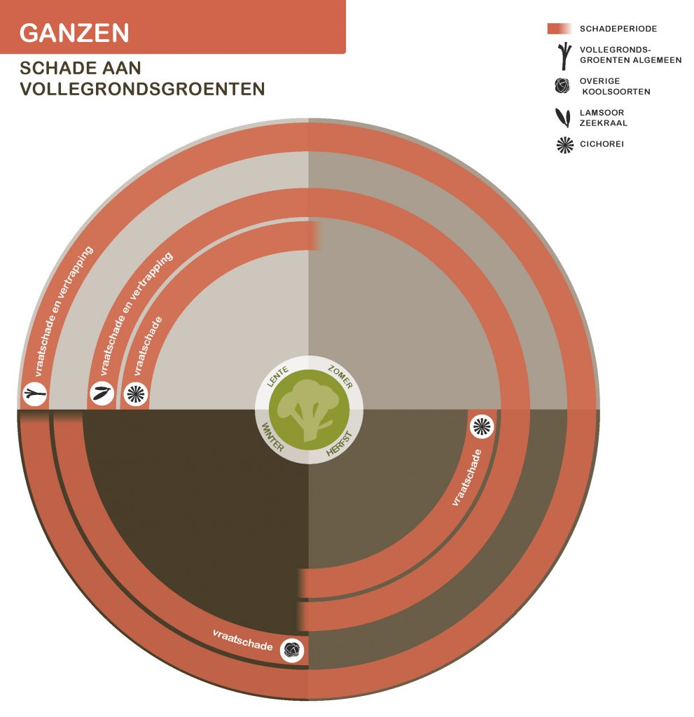 De inhoud van deze infographic vindt u deels in de tekst op de pagina. We zijn ons ervan bewust dat deze afbeelding niet digitaal toegankelijk is. Onze excuses daarvoor. Wij werken aan nieuwe faunaschadepreventiekits en de digitale toegankelijkheid daarvan. Heeft u vragen over de inhoud van deze afbeelding? Neem dan contact met ons op via info@mijnfaunazakenbij12.nl.