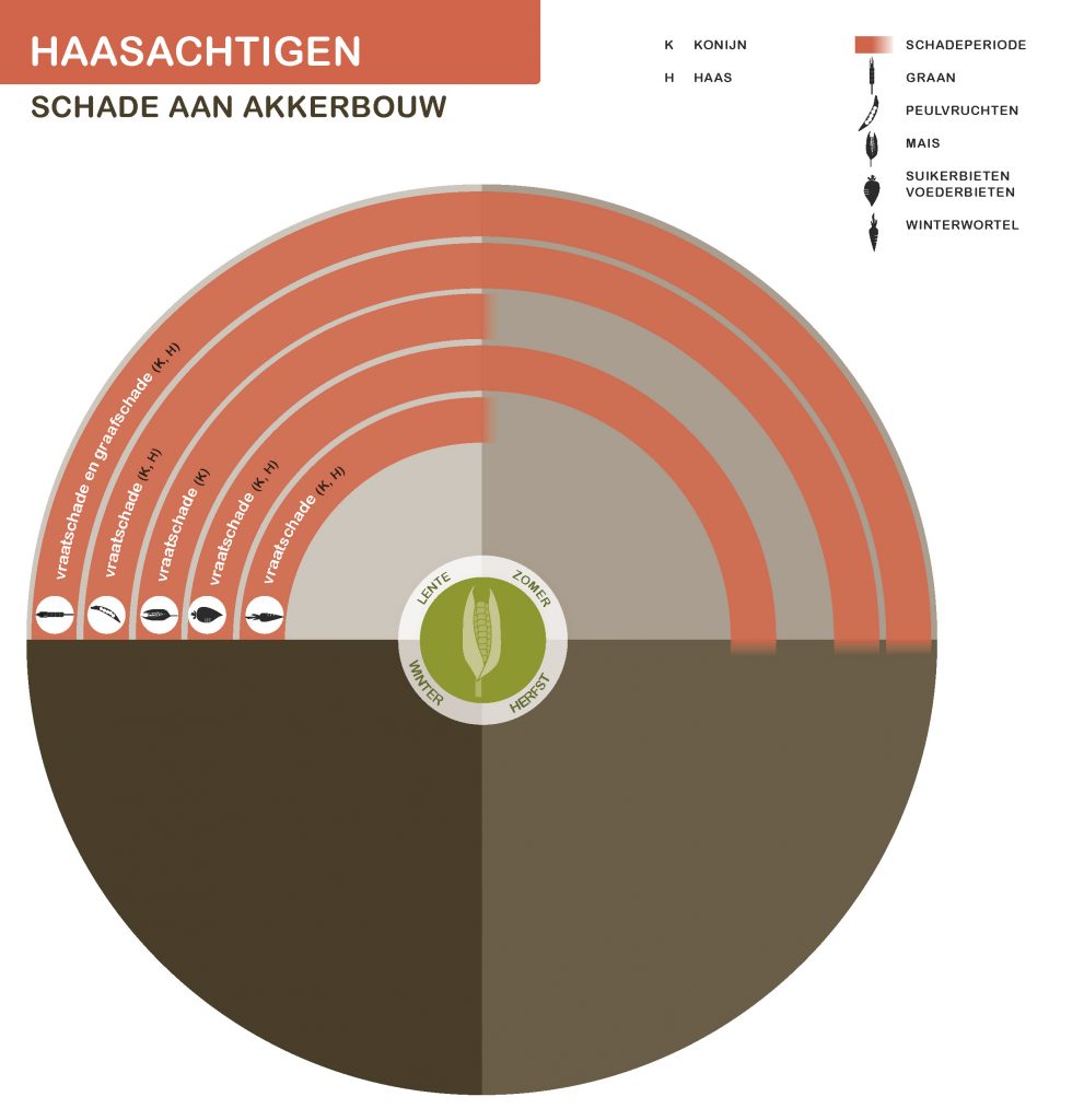 Infographic haasachtigen schade aan akkerbouw