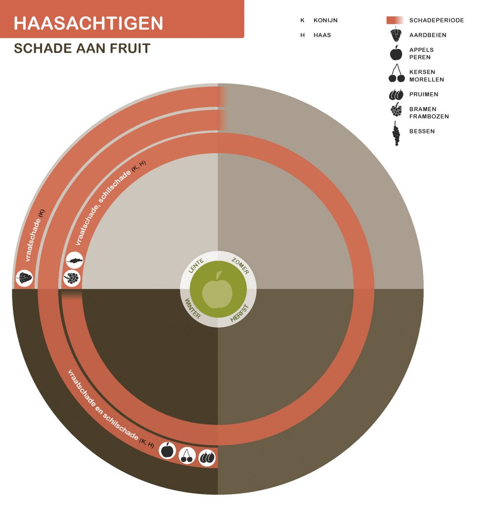 De inhoud van deze infographic vindt u deels in de tekst op de pagina. We zijn ons ervan bewust dat deze afbeelding niet digitaal toegankelijk is. Onze excuses daarvoor. Wij werken aan nieuwe faunaschadepreventiekits en de digitale toegankelijkheid daarvan. Heeft u vragen over de inhoud van deze afbeelding? Neem dan contact met ons op via info@mijnfaunazakenbij12.nl.