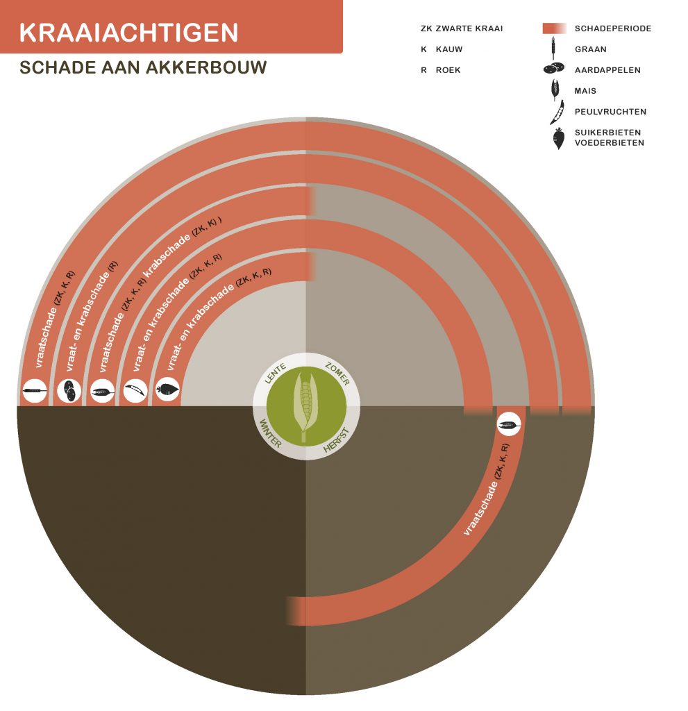 Infographic kraaiachtigen schade aan akkerbouw