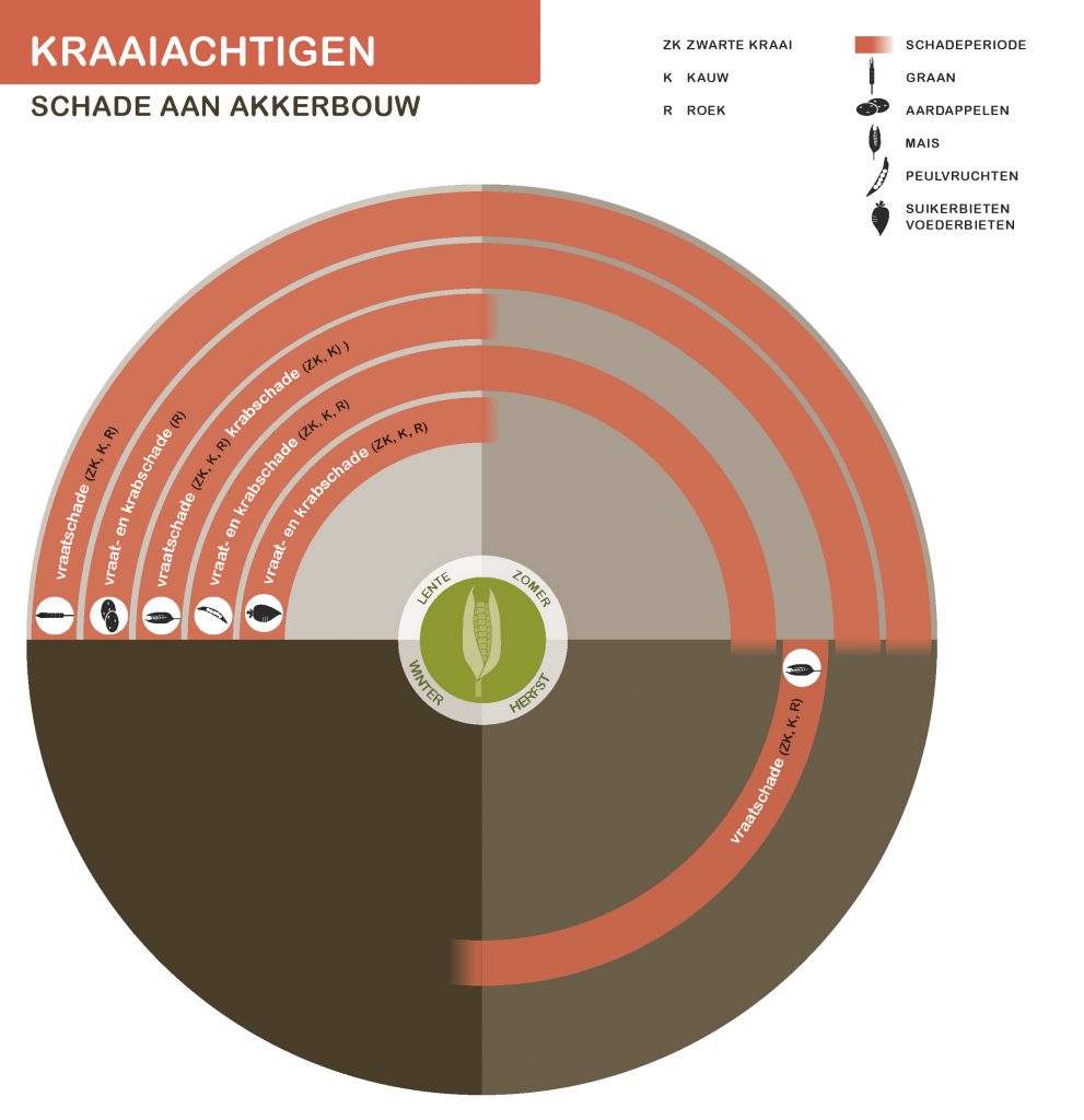 De inhoud van deze infographic vindt u deels in de tekst op de pagina. We zijn ons ervan bewust dat deze afbeelding niet digitaal toegankelijk is. Onze excuses daarvoor. Wij werken aan nieuwe faunaschadepreventiekits en de digitale toegankelijkheid daarvan. Heeft u vragen over de inhoud van deze afbeelding? Neem dan contact met ons op via info@mijnfaunazakenbij12.nl.