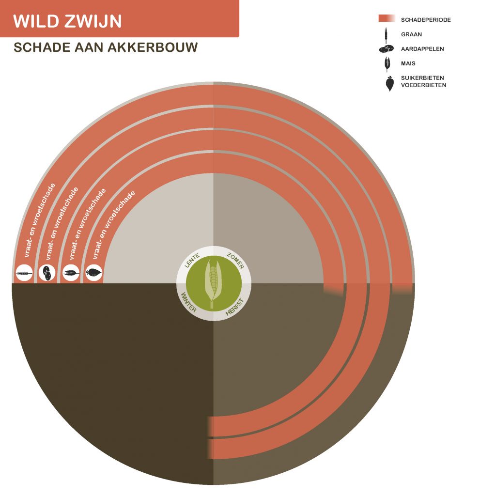 Infographic wild zwijn schade aan akkerbouw