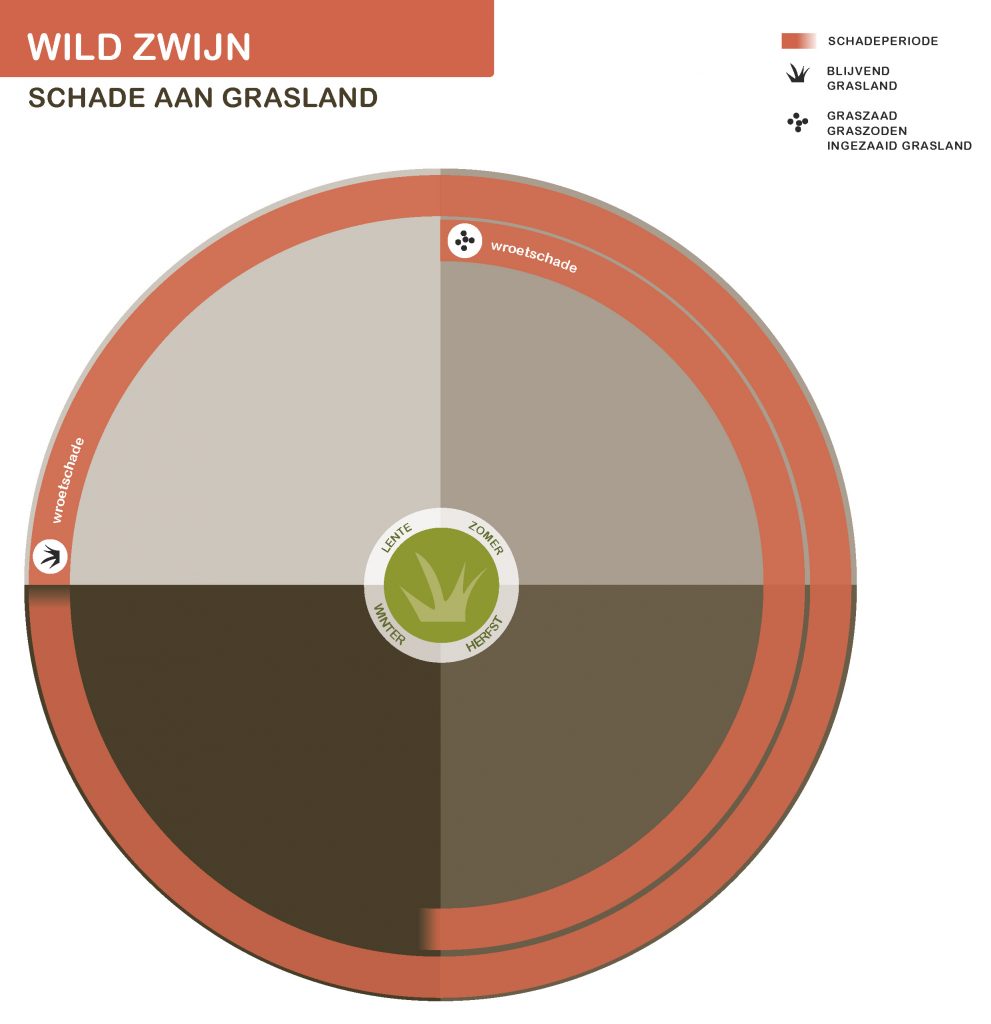 Infographic wild zwijn schade aan grasland