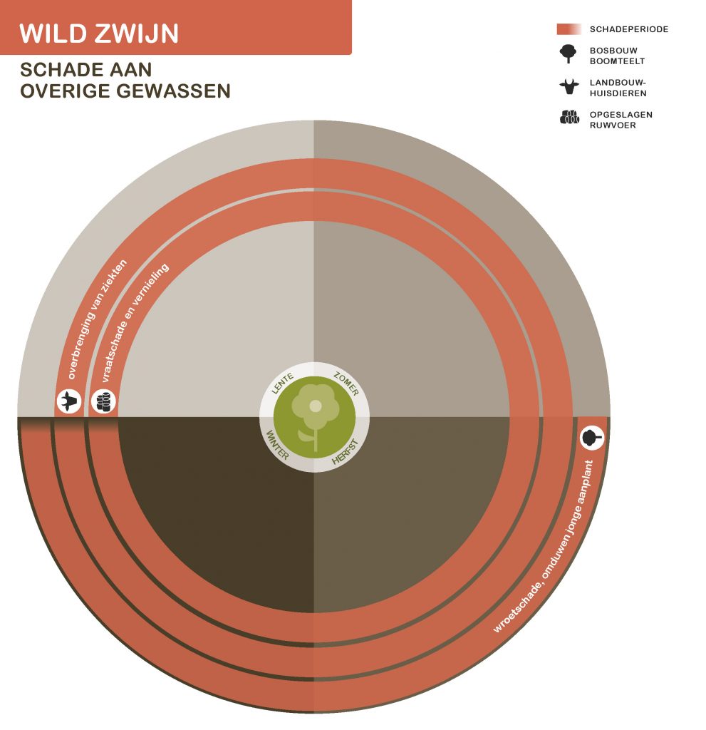 Infographic wild zwijn schade aan overige gewassen