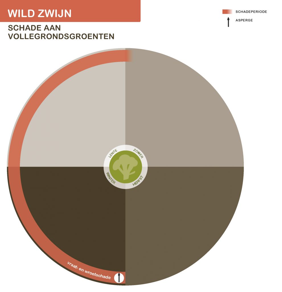 Infographic wild zwijn schade aan vollegrondsgroenten