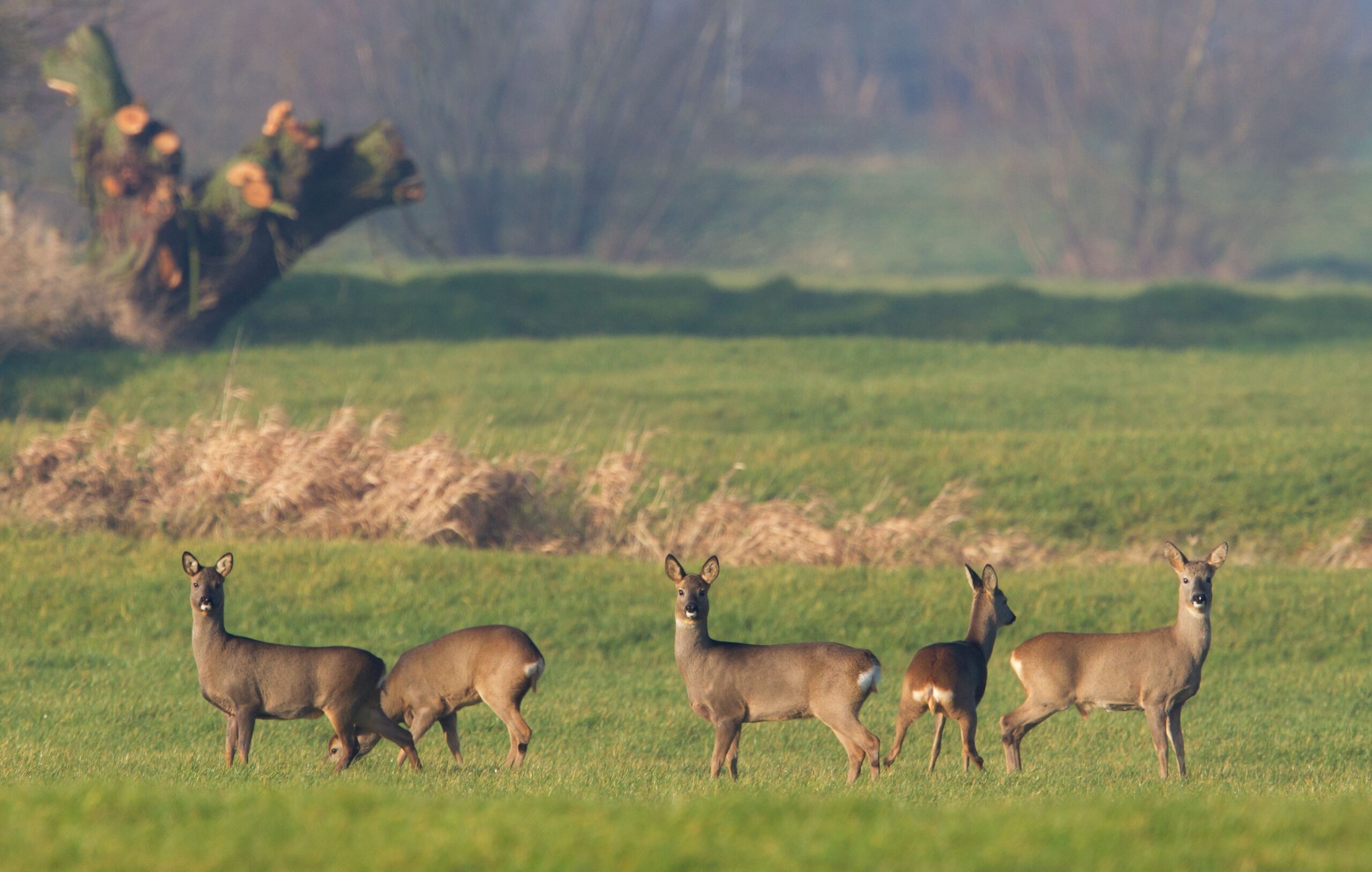 Reeën in het veld