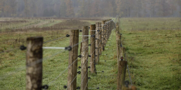Paardenraster