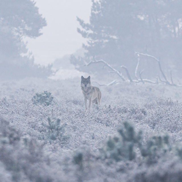 Een wolf in de sneeuw