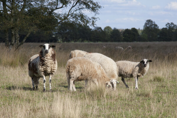 Schapen op de hei