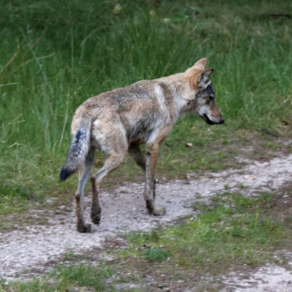 Jaarling in het leefgebied op de Noord-Veluwe