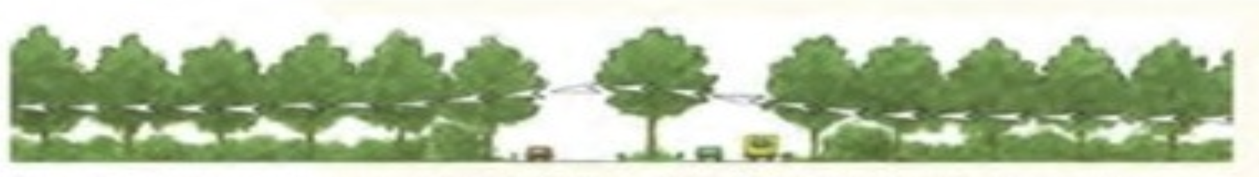 Een illustratie van een weg met aan weerszijden hoge bomen die als vliegroute worden gebruikt.