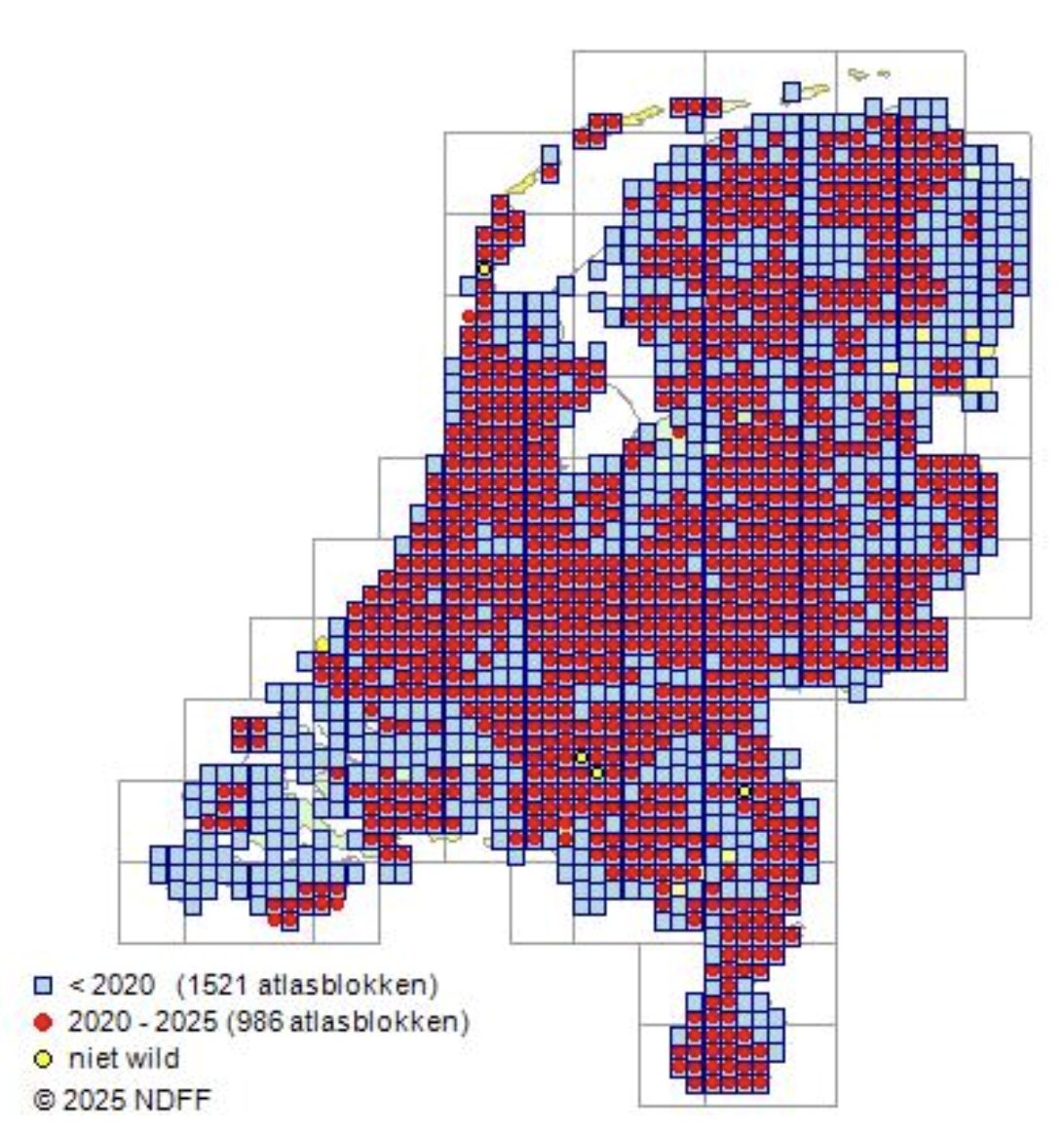 Kaart van Nederland onderverdeeld in atlasblokken van 5 bij 5 kilometer, waarin de verspreiding van de laatvlieger is weergegeven. Er wordt onderscheid gemaakt tussen waarnemingen vóór 2020 (1521 blokken), waarnemingen tussen 2020 en 2025 (986 blokken) en locaties waar de soort niet in het wild voorkomt. De meeste waarnemingen tussen 2020 en 2025 bevinden zich in het zuiden, midden en westen van Nederland. In het noorden, oosten en delen van Zeeland zijn relatief meer blokken waarin alleen waarnemingen van vóór 2020 voorkomen. 