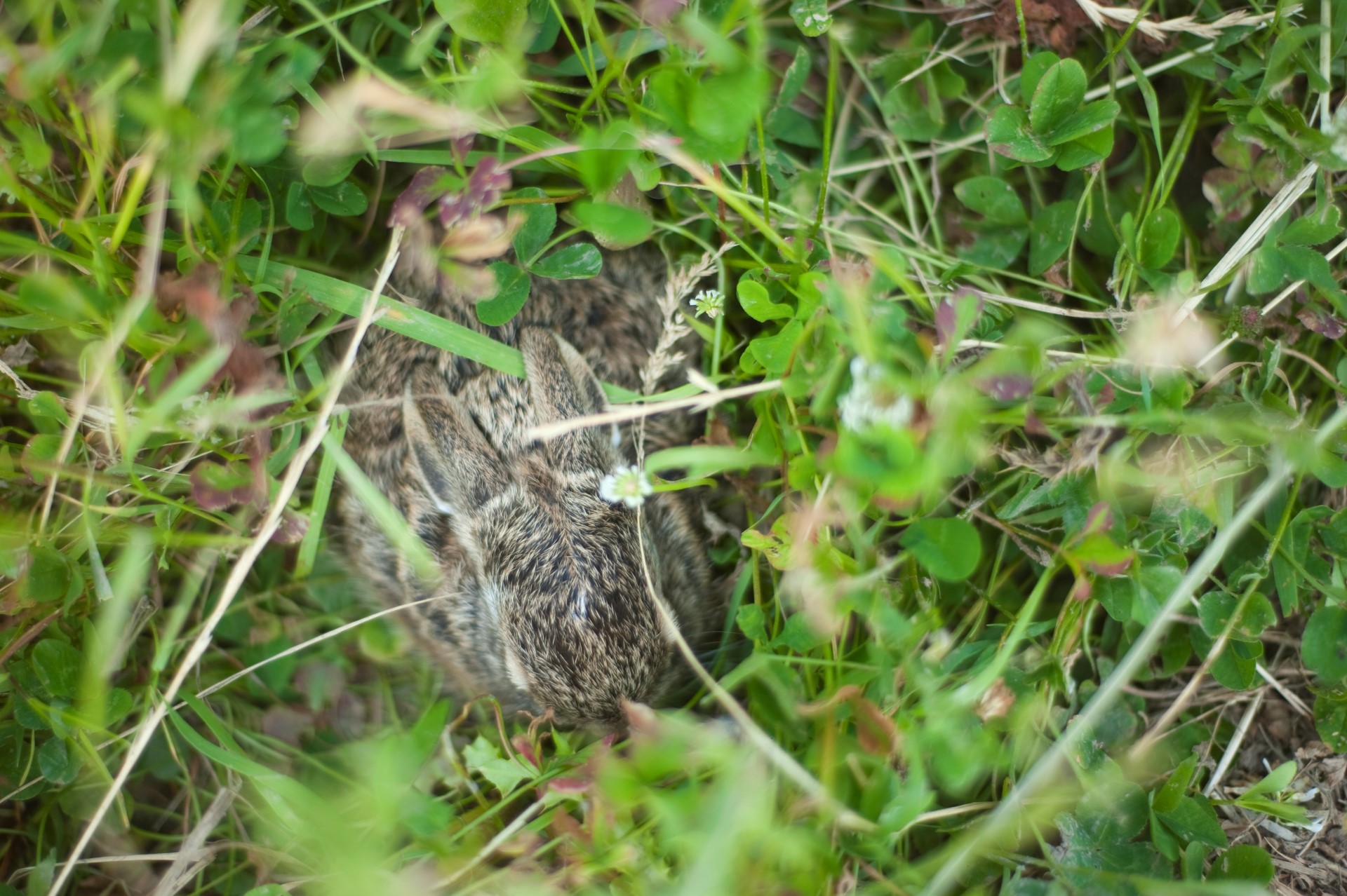Foto van een jonge haas die verstopt zit in het gras.