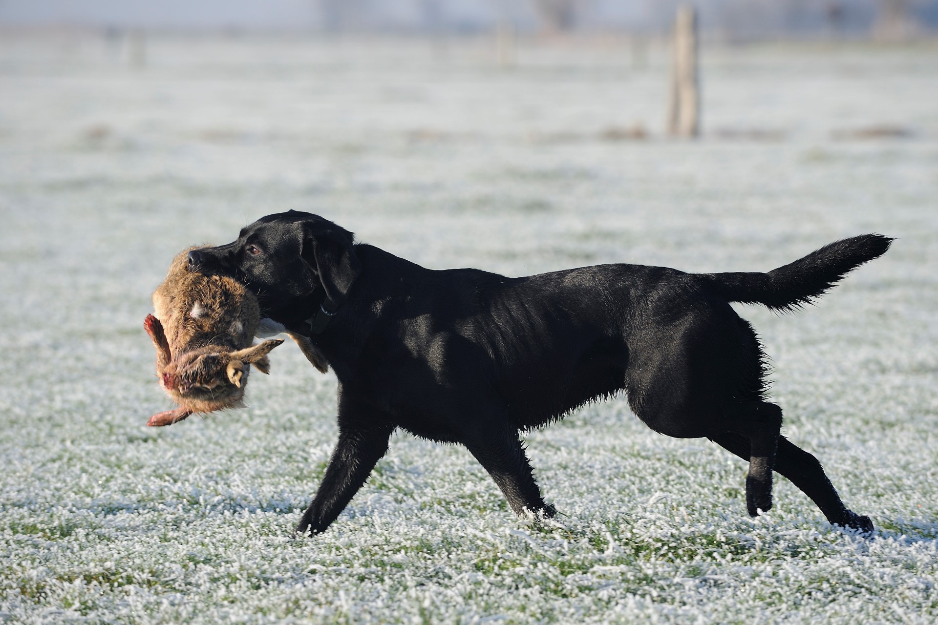 Afbeelding van een zwarte hond die een geschoten haas in zijn bek heeft.