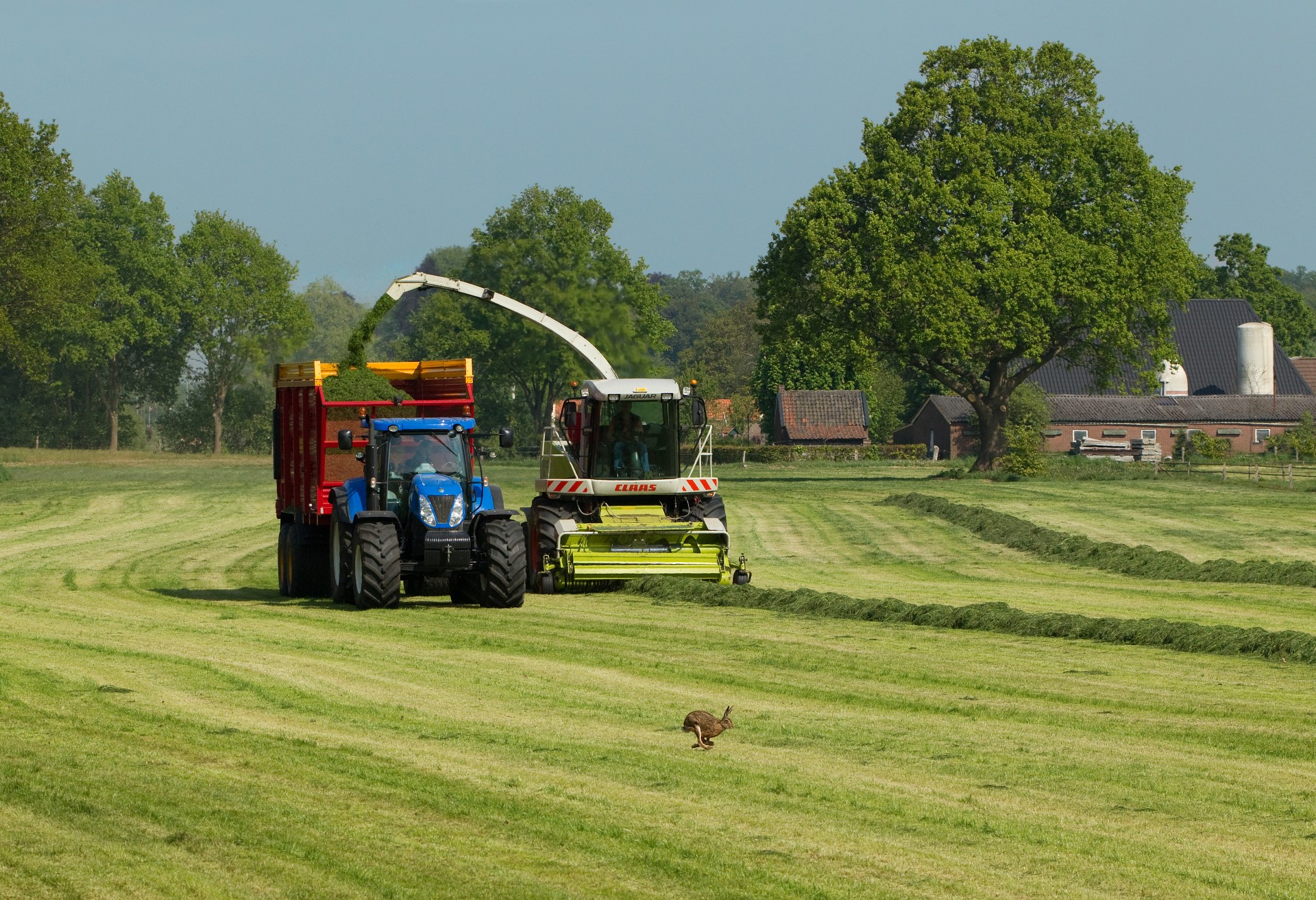 Foto van een grasperceel waar het net gemaaide gras wordt afgevoerd door een machine. Voor de machine uit vlucht een haas. 