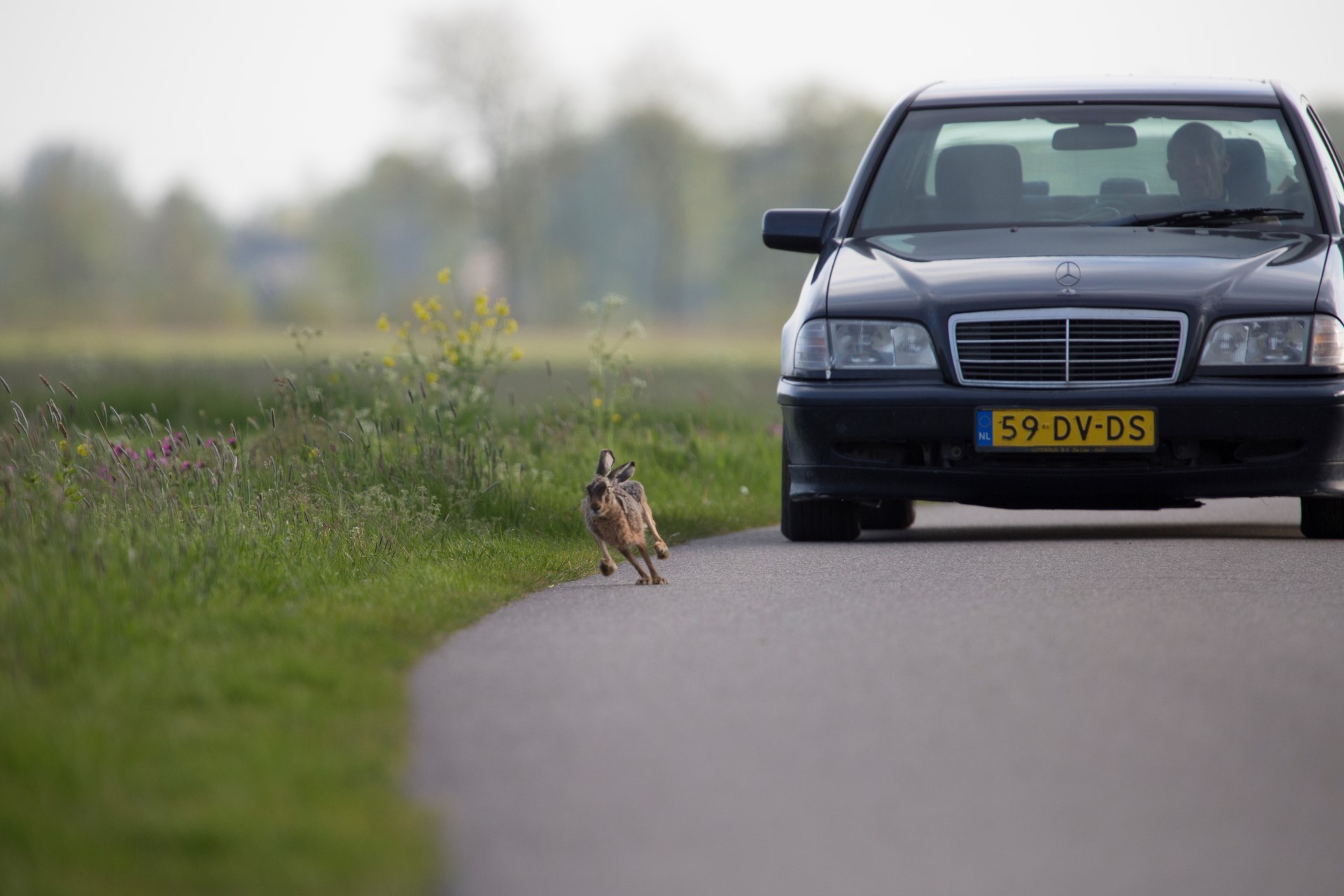 Foto van een haas op een weg waar een auto vlak achter de haas rijdt. 