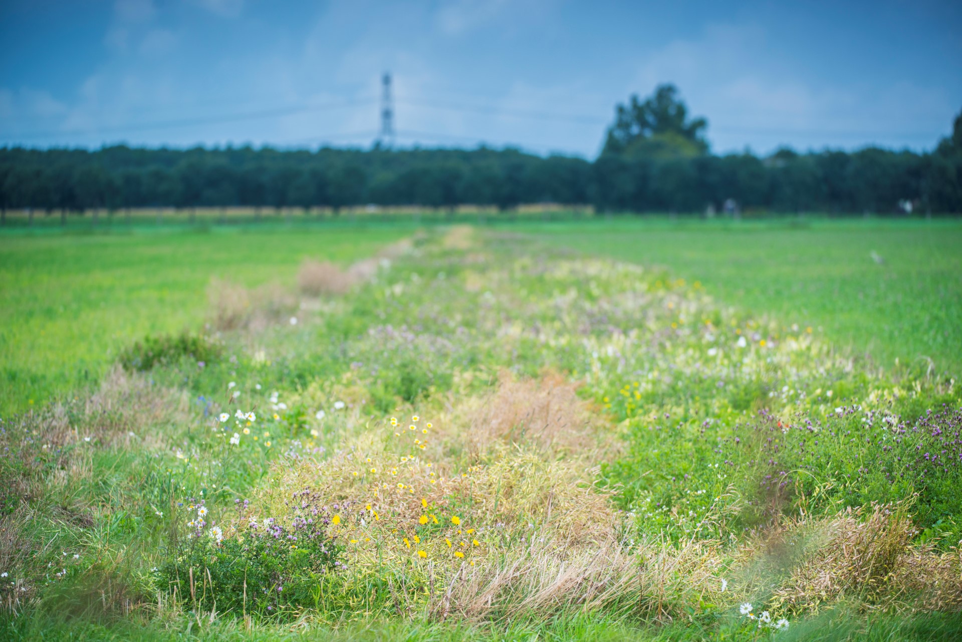 Afbeelding van een groot vlak halfhoog kruidenrijk grasland tussen graspercelen in. 