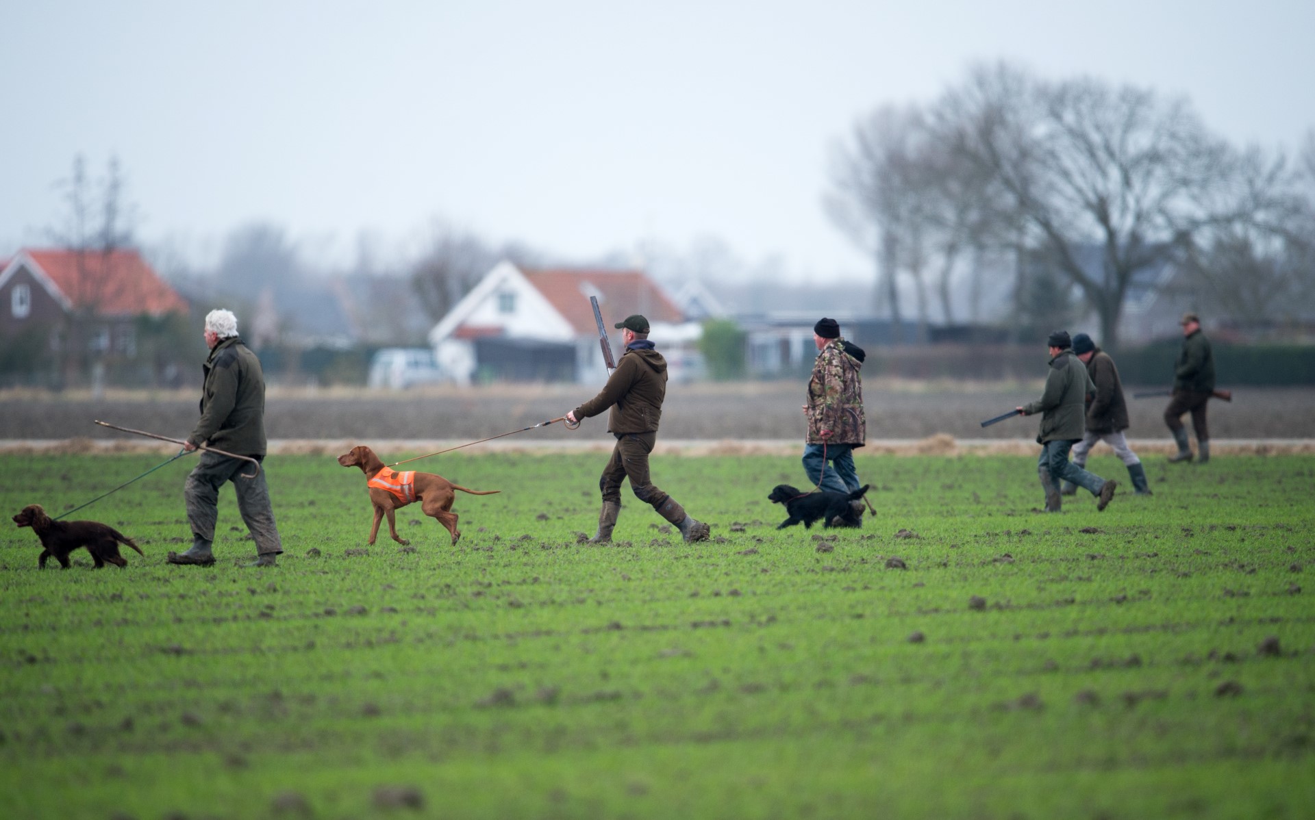 Foto van 6 jagers met geweren en drie jachthonden die in een lijn de hazen opdrijven. 