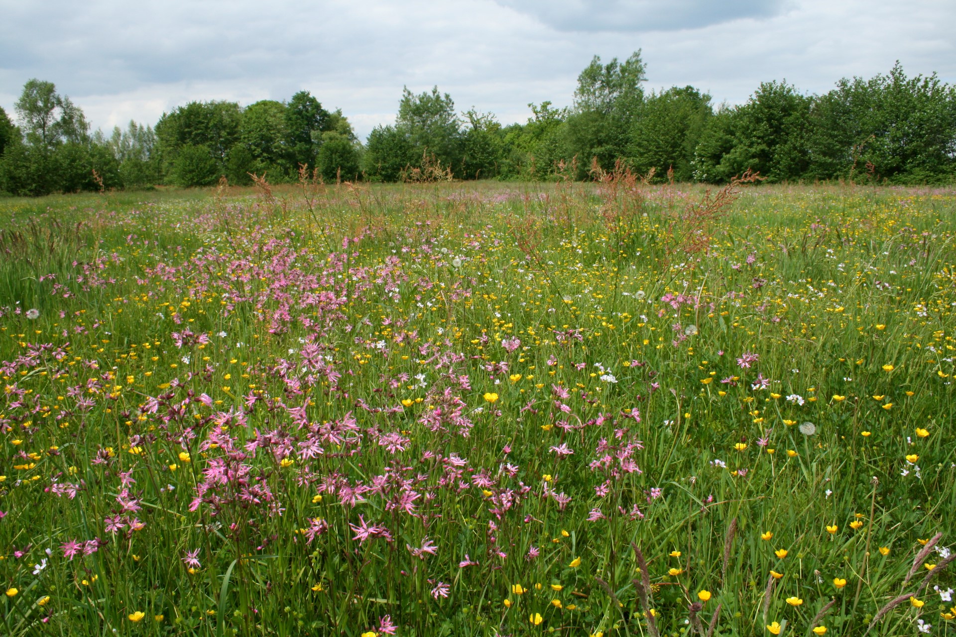 Foto van halfhoog grasland met veel paarse en gele bloemen.