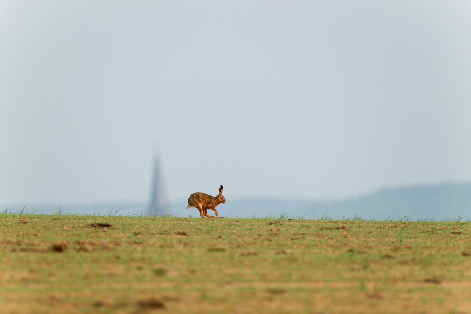 Foto van een haas op een perceel met weinig tot geen structuren zoals greppels, sloten of hagen. 