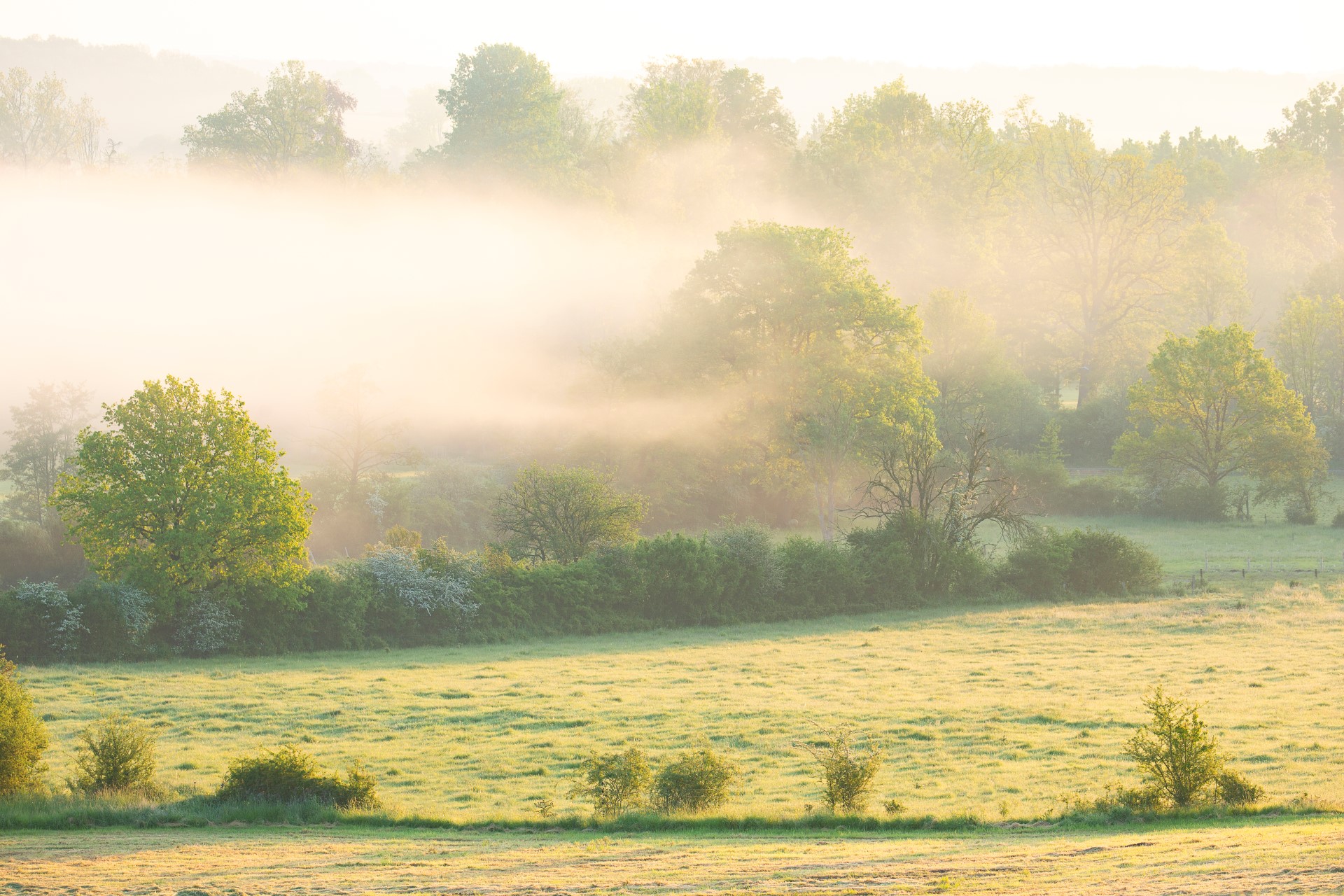 Foto van een groen landschap vol met hagen, greppels en reliëf. 