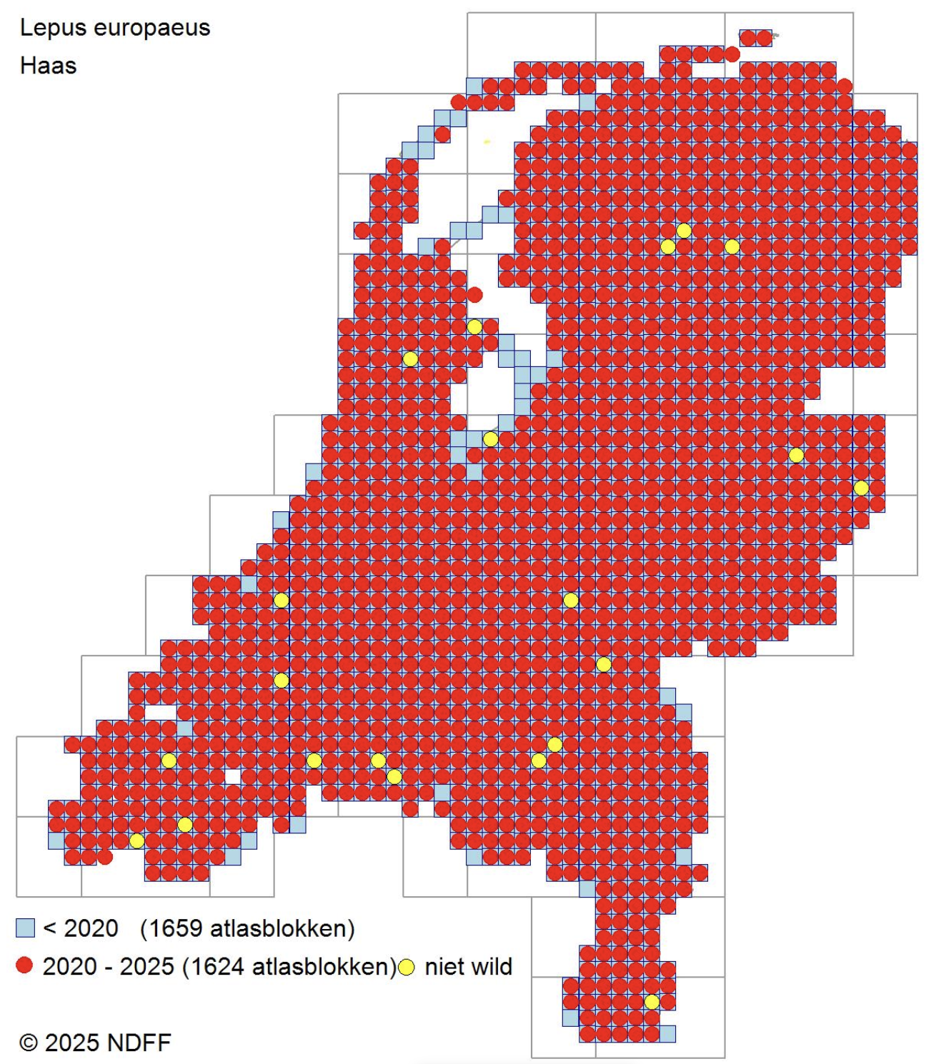 De kaart van Nederland en de atlashokken. Hiervan zijn nagenoeg alle atlasthokken rood wat aangeeft dat de haas daar in 2020-2025 is waargenomen.
