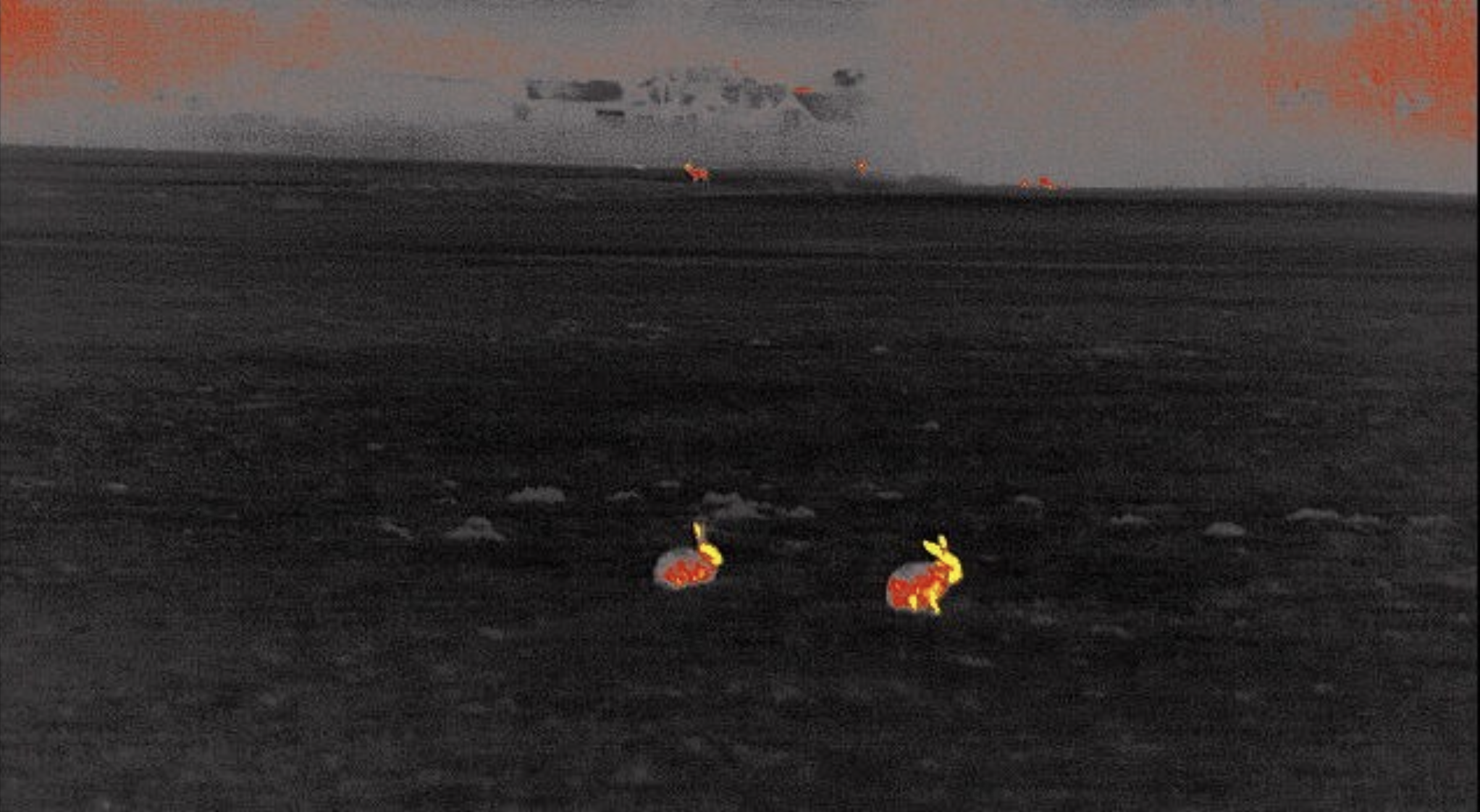 Het beeld van twee hazen op de voorgrond en reeën op de achtegrond, waargenomen met warmtebeeldkijker.