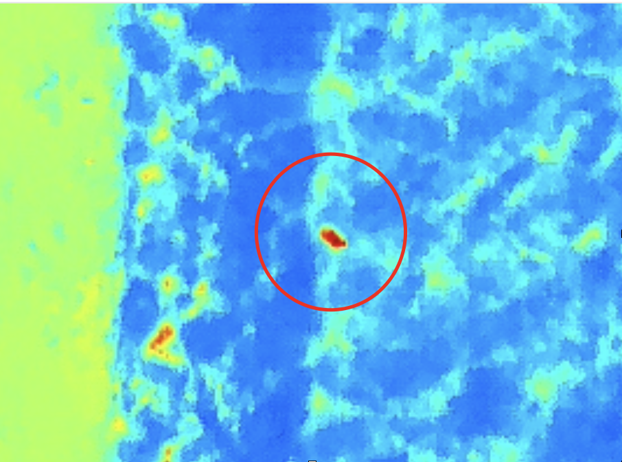 Figuur 3.2: beeld van oplichtende haas door warmtebeeldcamera (aan drone)